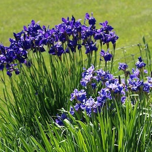 May include: A cluster of vibrant purple iris flowers in full bloom, set against a backdrop of lush green grass. The flowers have delicate petals and are surrounded by long, slender green leaves. A natural, outdoor scene.