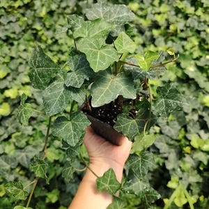 Hardy English Ivy - 3.5&quot; potted plant