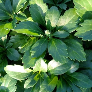 Pachysandra 'Green Carpet' - 100 Bare Root Plants
