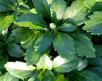 Pachysandra 'Green Carpet' - 100 Bare Root Plants