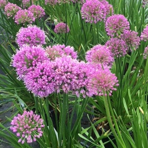 Allium Summer Beauty- 5 Landscape Sized Bare Root Plants
