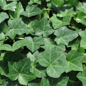 Hardy English Ivy Groundcover - 100 Bare Root Plants