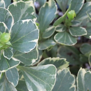 Pachysandra Terminalis 'Silver Edge' - 100 Bare Root Plants