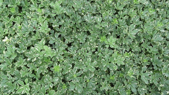 Pachysandra Terminalis Silver Edge 100 Bare Root Etsy Pachysandra Terminalis Silver Edge 100 Bare Root Etsy