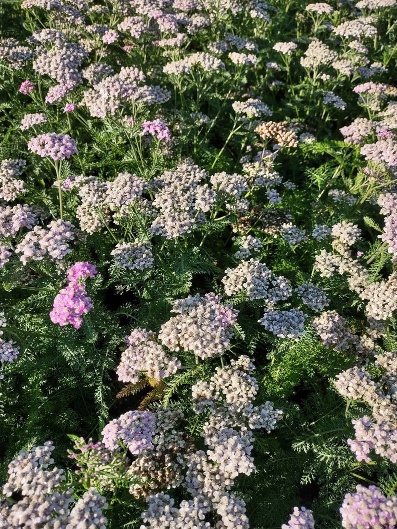 Achillea Oertel's Rose Yarrow 5 Landscape Sized Bare Root Plants - Etsy