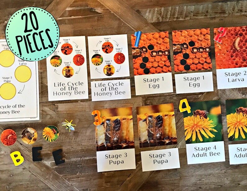 Life Cycle of a Honey Bee | Honey Bee | Three-part Cards | 4 Stages of ...