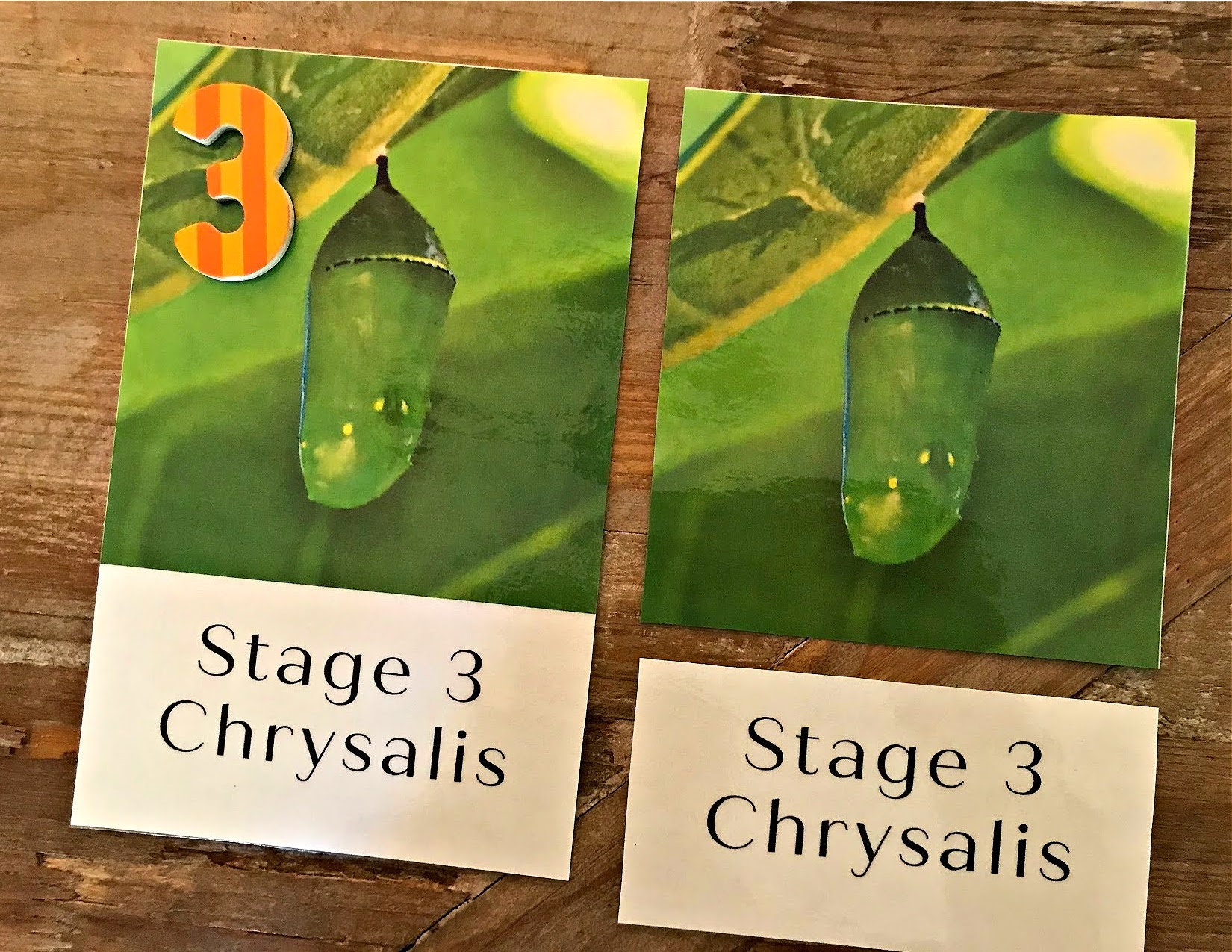 Life Cycle of a Butterfly | Butterfly | Three-part Cards | 4 Stages ...