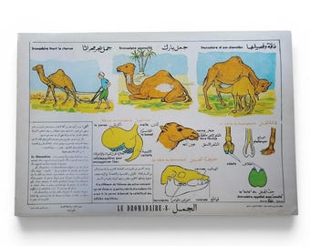 Vintage Tunisian educational poster “The Dromedary” No. 8 / Original school poster in French - Arabic / Magic'Puce