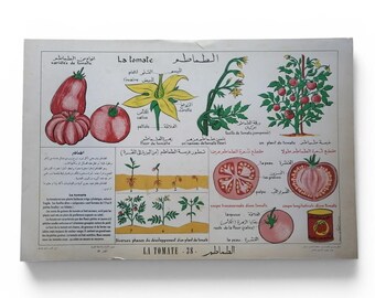 Vintage Tunisian educational poster “The Tomato” No. 38 / Original school poster in French - Arabic / Magic'Puce