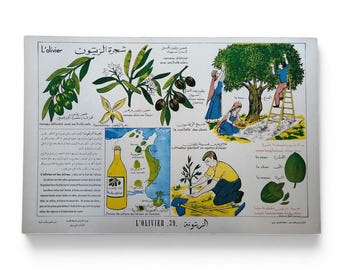 Vintage Tunisian educational poster “Olive Cultivation” No. 39 / Original school poster in French and Arabic / Magic'Puce