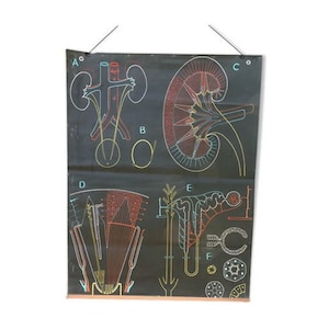 Vintage school poster Dr Auzoux S41- The Kidney N2 / anatomy Vintage France 1950s | Mid-century wall art // Magic&#39;Puce