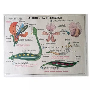 School poster of the 50s mdi, the flower, fertilization - vegetative propagation / Botanical poster / MDI France / Magic'Puce