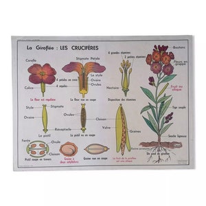 May include: A vintage educational chart illustrating the anatomy of a wallflower (Giroflée) with labeled parts in French. The chart shows the flower, fruit, seed, and root system.