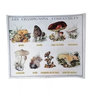Old school poster double-sided nightingale: edible mushrooms and rubber. Original vintage poster France Magic'Puce