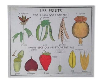 Old botanical nightingale poster, fruits - the seed // Original botanical vintage school poster// France // Magic'Puce