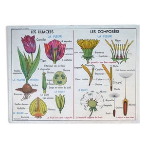 Former botanical school poster MDI, The lilyaceae, The compounds, The oak / Original botanical poster / MDI France / Magic'Puce