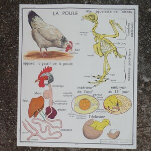 Affiche pédagogique Rossignol La poule et Le pigeon / Magic'Puce image 2