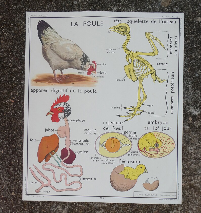 Affiche pédagogique Rossignol La poule et Le pigeon / Magic'Puce image 2