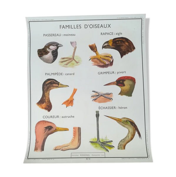 Affiche Pédagogique Rossignol Familles d'oiseaux et La Vipère Le Lézard/Édition Originale France Pos