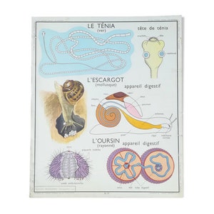 Ancienne affiche pédagogique Rossignol : Le ténia, l'escargot, l'oursin / édition Original Rossignol France / Poster Vintage - Magic'Puce