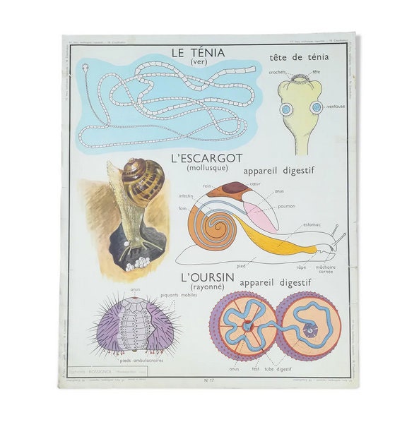 Ancienne Affiche Pédagogique Rossignol Le Ténia, L'escargot, L'oursin/Édition Original France Poster
