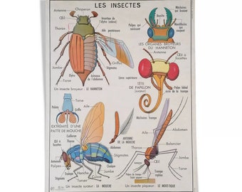 Old MDI school poster: Insects – Invertebrates / Original poster / MDI France / Magic'Puce