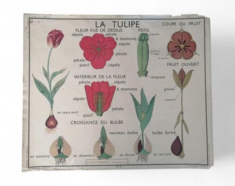 Old botanical nightingale poster, the tulip-the buttercup / Original Rossignol France Vintage School Poster / Magic'Puce