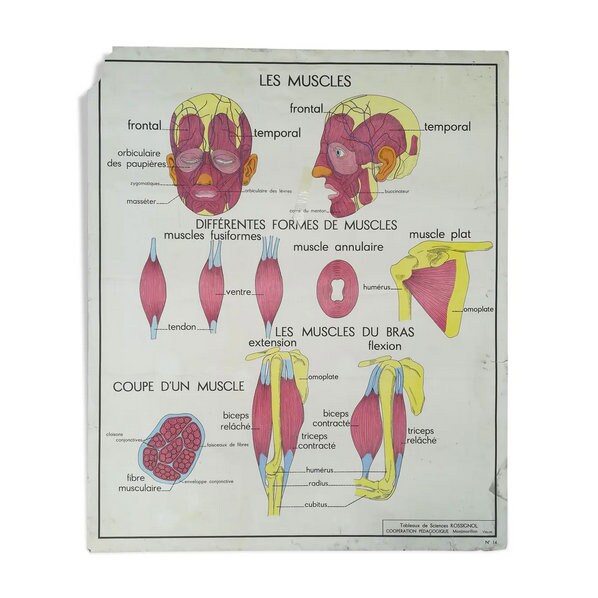 Affiche Scolaire Rossignol N13 Cyphose Scoliose N14 Les Muscles // Magic'puce