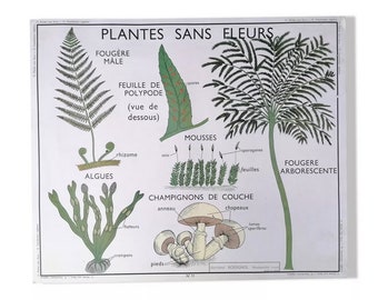 Vintage Rossignol educational poster: plants without flowers / vegetation / Original Rossignol France Vintage School Poster / Magic'Puce