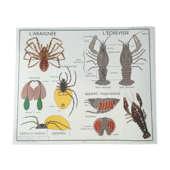 Affiche Pédagogique Rossignol L'araignée et L'écrevisse/Le Hanneton - Édition Original France/ Poste