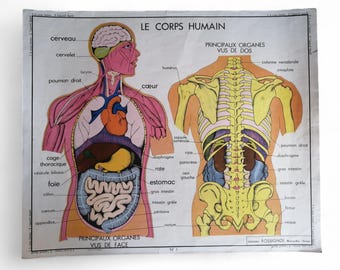Rossignol School Poster N1 Human Body / N2 Digestive System / Original Rossignol School Poster / France / Magic'Puce