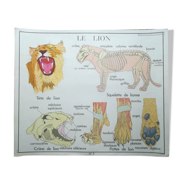 Affiche Pédagogique Rossignol Le Lion et Les Singes Vintage/Affiche Scolaire Originale France Poster