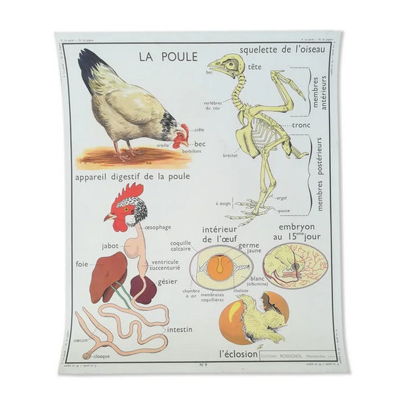 4 images 1 mot 7 lettres avec des singes poule