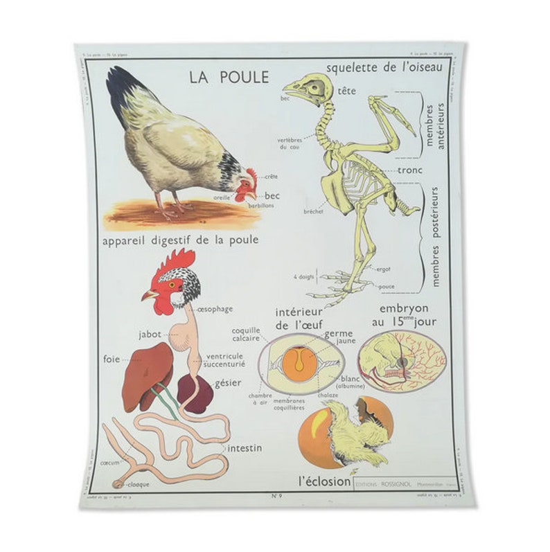 Affiche pédagogique Rossignol La poule et Le pigeon / Magic'Puce image 1
