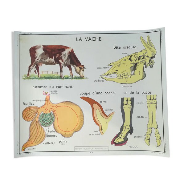 Affiche Pédagogique Rossignol La Vache et Le Porc/Affiche Scolaire Édition Original France/ Poster V