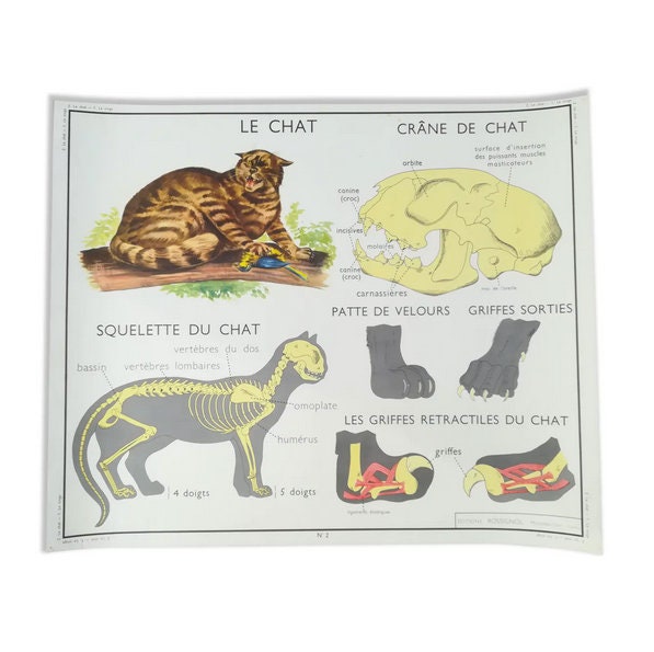 Affiche Pédagogique Rossignol Le Chat et Le Singe/ Affiche Scolaire Édition Original France/ Poster 