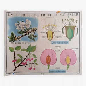 Vintage-Lehrplakat von Rossignol: Die Kirschblüte und die Frucht / die Kartoffel. Originales Vintage-Schulplakat von France Magic'Puce