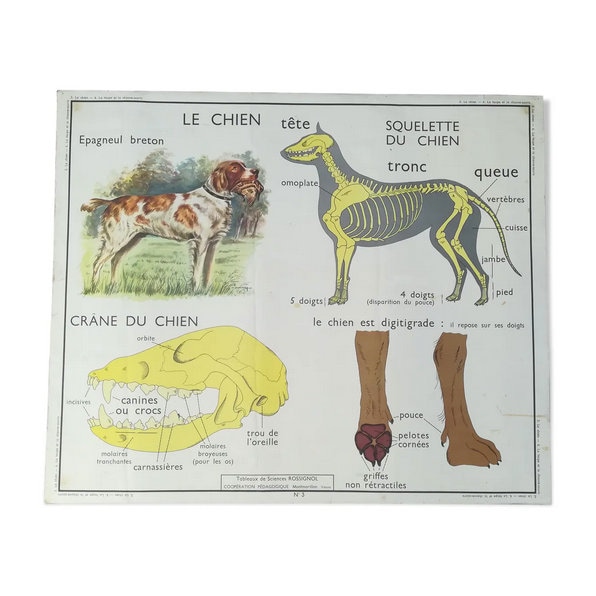 Ancienne Affiche Pédagogique Rossignol Chien-Insectivores /Affiche Scolaire Édition Original France/