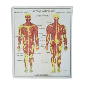 Cartaz escolar Rossignol N 15 - O Sistema Nervoso N 16 - O Sistema Muscular / Original Rossignol França / - Magic'Puce