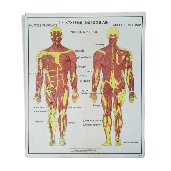 Affiche Scolaire Rossignol N13 Cyphose Scoliose N14 Les Muscles/Édition Original France Poster Vinta