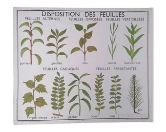 Vintage botanical nightingale poster, leaf arrangement - the fruits // Original vintage botanical school poster // Magic'Puce