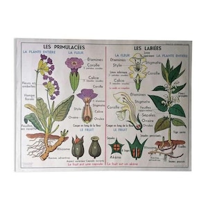 Könnte beinhalten: Eine antike Lehrtafel, die die Anatomie der Pflanzenfamilien Primulaceae und Labiatae veranschaulicht. Die Tafel zeigt detaillierte Diagramme der Pflanzen, Blüten und Früchte mit Beschriftungen in Französisch.