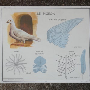 Affiche pédagogique Rossignol La poule et Le pigeon / Magic'Puce image 7