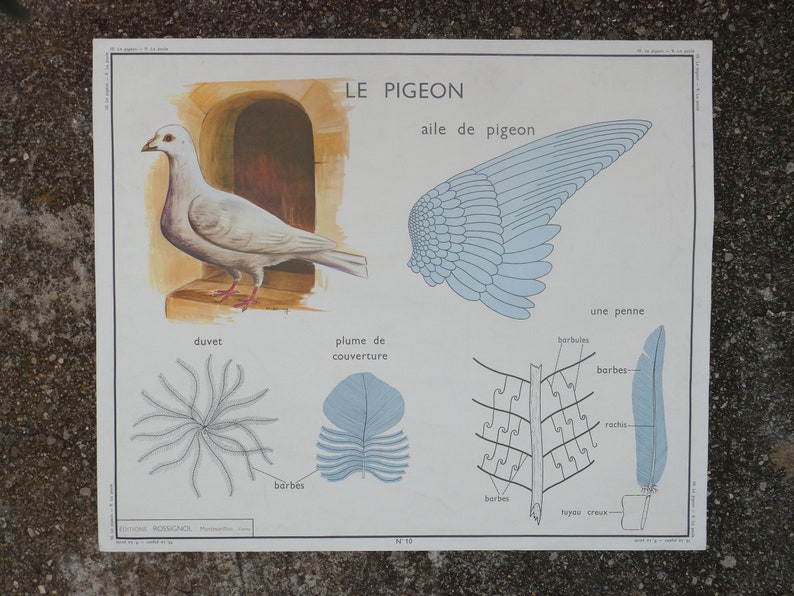Affiche pédagogique Rossignol La poule et Le pigeon / Magic'Puce image 7
