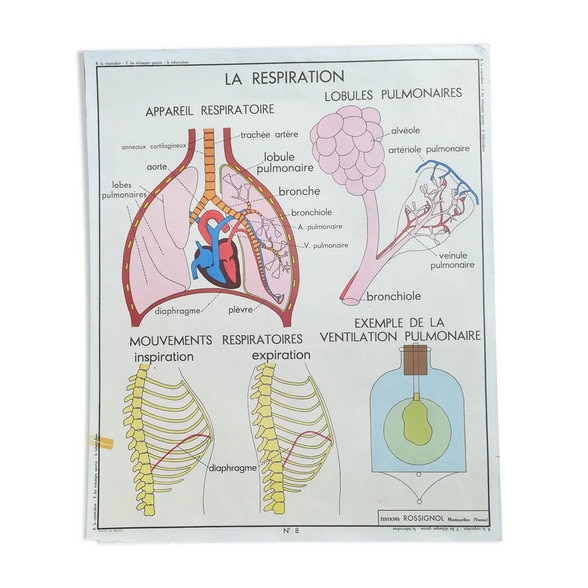 Affiche Scolaire Rossignol N7 Les Echanges Gazeux N8 La Respiration/Affiche Scolaire Originale Franc