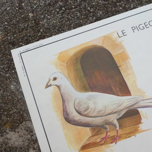 Affiche pédagogique Rossignol La poule et Le pigeon / Magic'Puce image 10