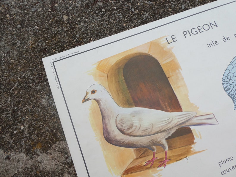 Affiche pédagogique Rossignol La poule et Le pigeon / Magic'Puce image 10