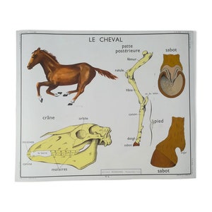 Poster educativo Rossignol "Il coniglio e il cavallo" // Rossignol Original Edition School Poster France/ Poster Vintage - Magic'Puce