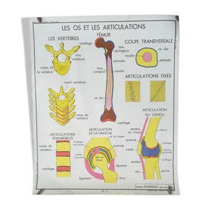 Affiche pédagogique Rossignol N11 Les Os et Les Articulations N12 Les Accidents / édition Rossignol France / Poster Vintage - Magic'Puce