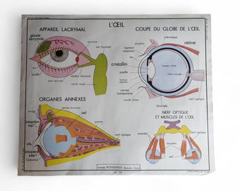 Old school poster ROSSIGNOL, The eye-taste and smell / Original vintage school poster France / Magic'Puce